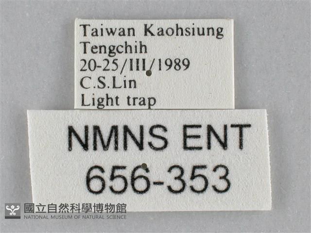 斜紋夜盜蛾藏品圖，第3張