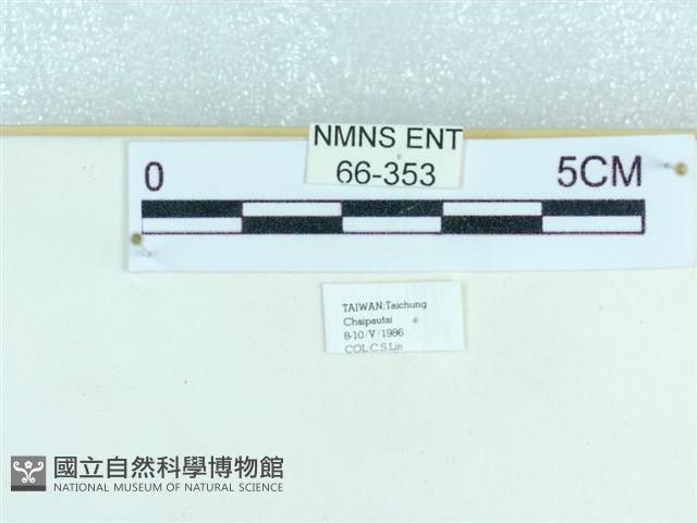 粉蝶燈蛾藏品圖，第3張