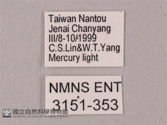 栗六點天蛾藏品圖，第3張