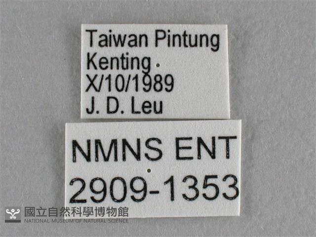 異色尖粉蝶藏品圖，第3張