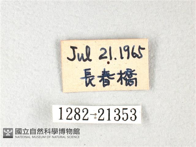 長翅弄蝶藏品圖，第3張