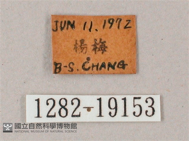 直翅斜紋天蛾藏品圖，第3張