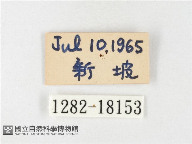 島嶼黃蝶、江崎黃蝶藏品圖，第3張