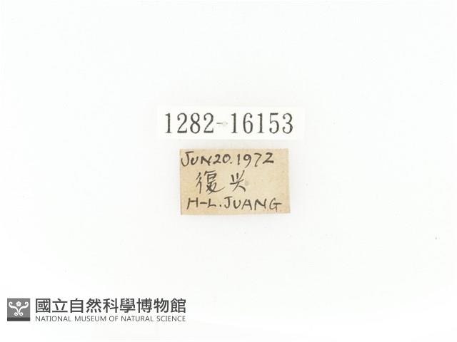 臺灣角金龜藏品圖，第2張