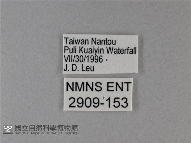 異紋帶蛺蝶藏品圖，第3張