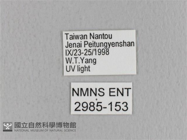 青枯葉蛾藏品圖，第3張