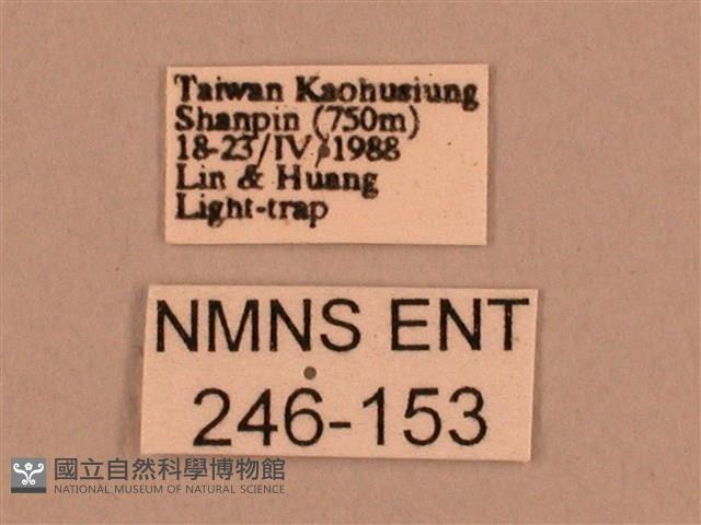 棕綠背線天蛾藏品圖，第3張