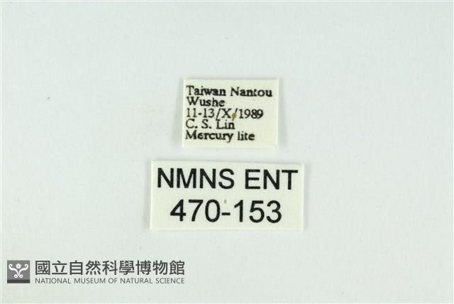 黑翅黃毒蛾藏品圖，第3張