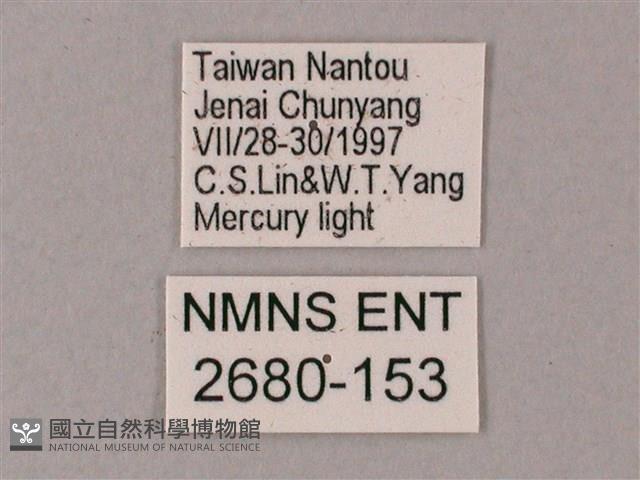 齒翅三線天蛾藏品圖，第3張