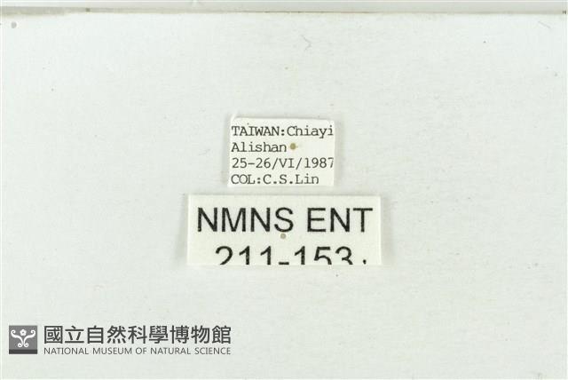 連珠波紋蛾藏品圖，第3張