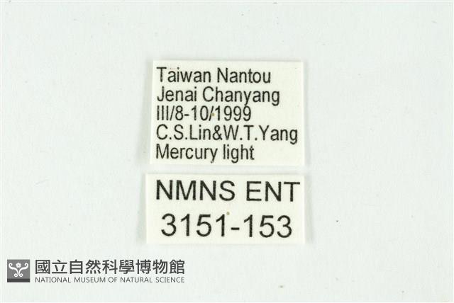 白斑散紋夜蛾藏品圖，第3張