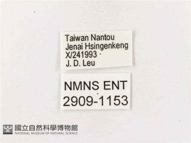 玉山幽眼蝶藏品圖，第3張