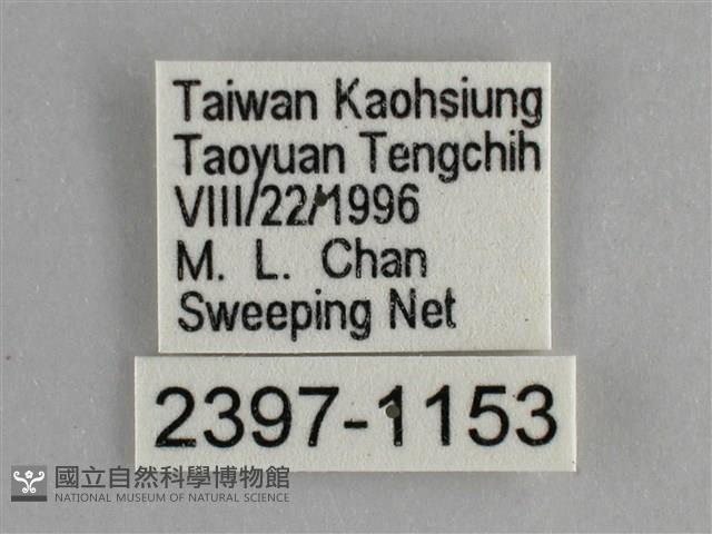 臺灣鉤粉蝶藏品圖，第3張