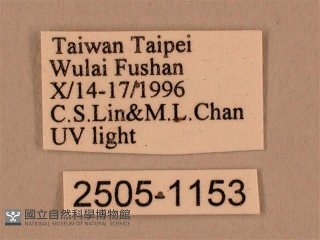 棕綠背線天蛾藏品圖，第3張