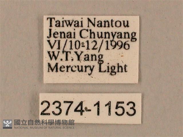 臺灣鋸翅天蛾藏品圖，第3張