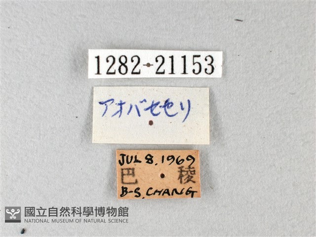 綠弄蝶藏品圖，第3張