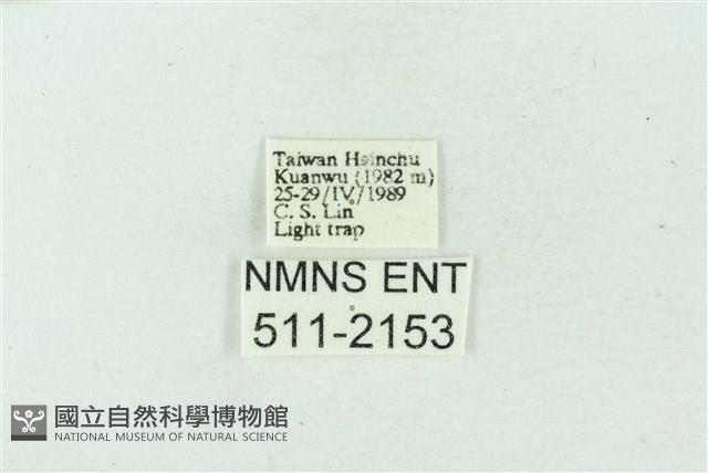 臺雪苔蛾藏品圖，第3張