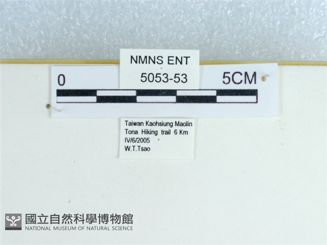 鑲紋環蛺蝶藏品圖，第3張