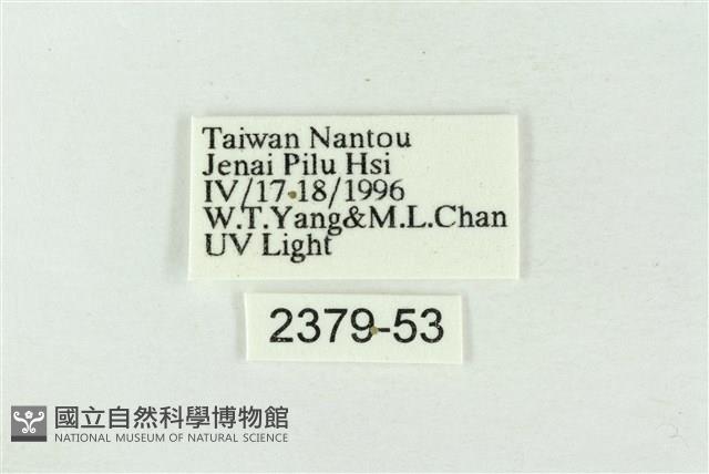 帶波紋蛾藏品圖，第3張