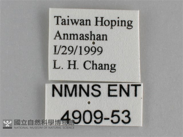 金鎧蛺蝶藏品圖，第3張