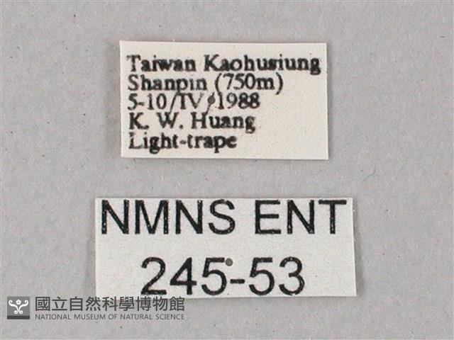 雙斑白肩天蛾藏品圖，第3張