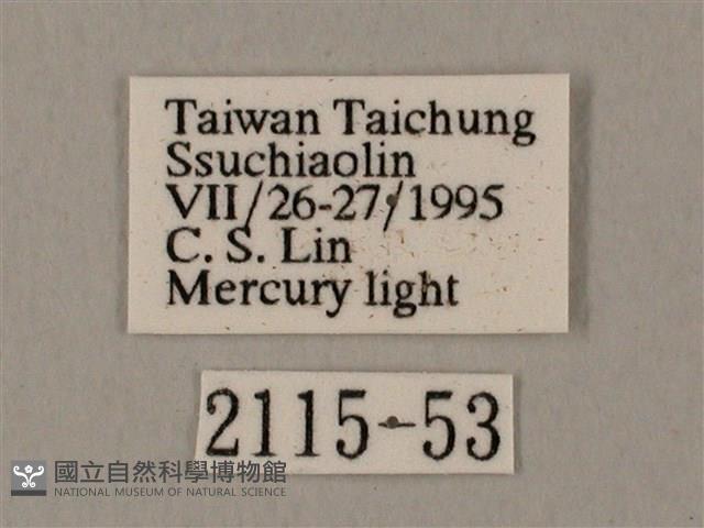 裂斑鷹翅天蛾藏品圖，第3張