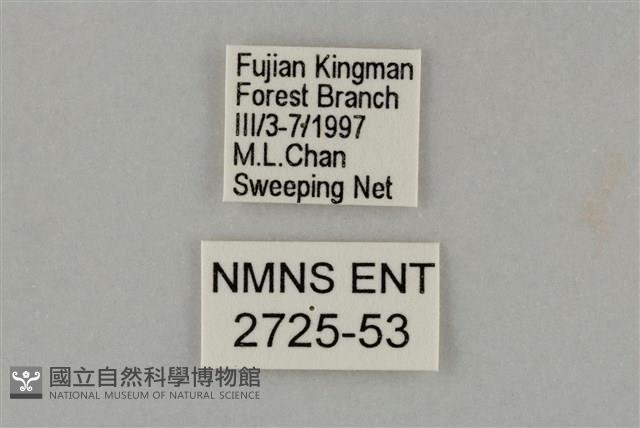 藍灰蝶沖繩亞種藏品圖，第3張
