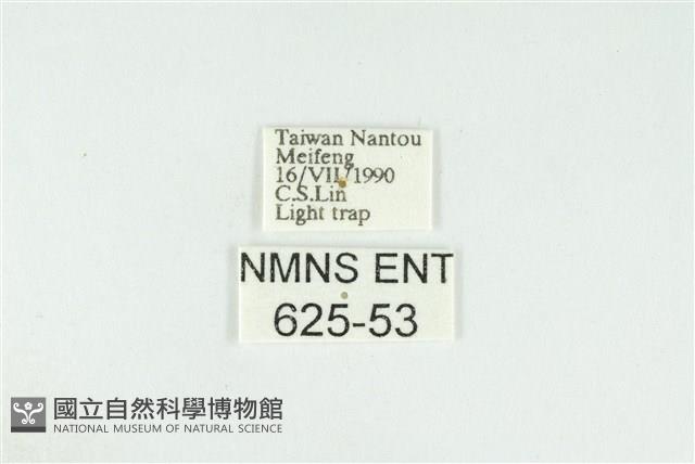 寬紋黃毒蛾藏品圖，第3張