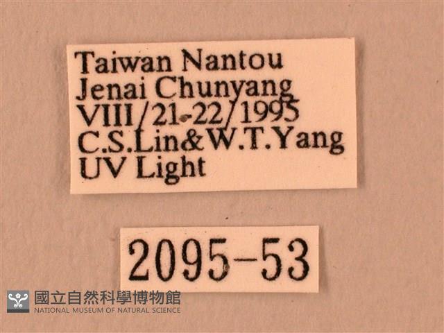 白星天蛾藏品圖，第3張