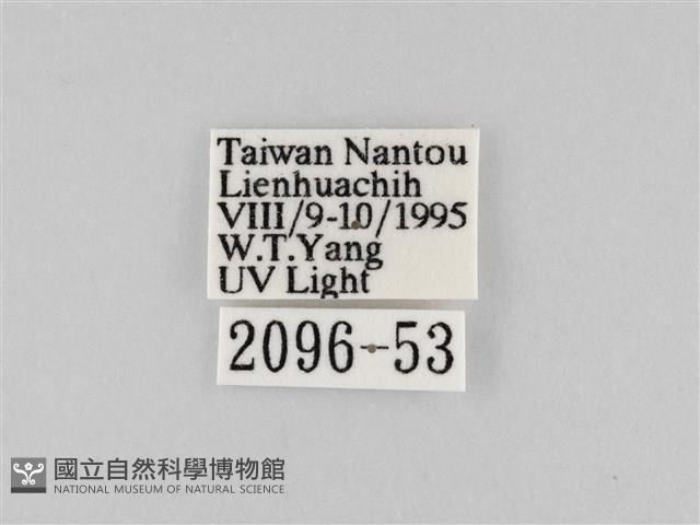 長斑擬燈蛾藏品圖，第3張