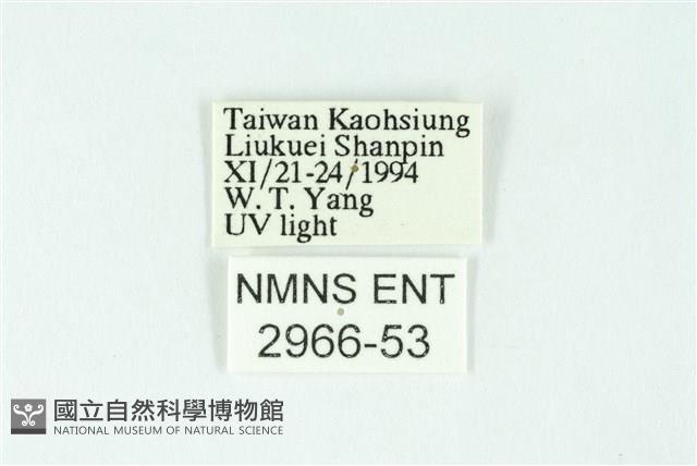 三條橙燈蛾藏品圖，第3張