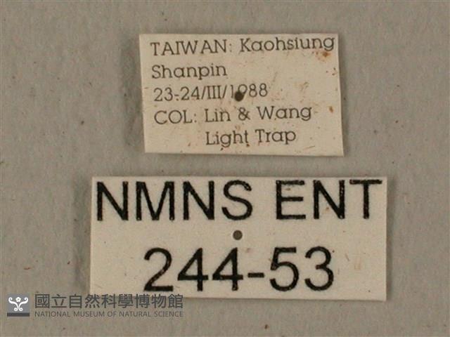 全緣缺角天蛾藏品圖，第3張