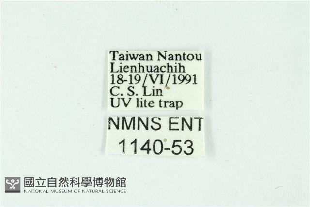 三條橙燈蛾藏品圖，第3張