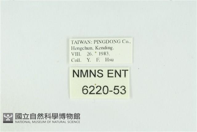 熙灰蝶藏品圖，第3張