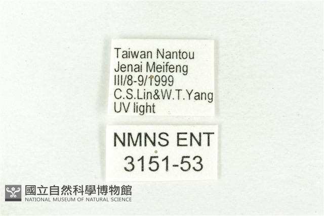 樹形尺蛾藏品圖，第3張