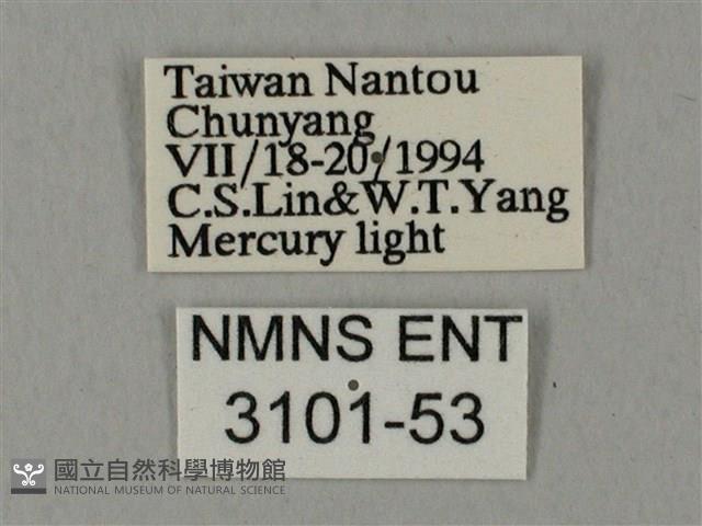 裂斑鷹翅天蛾藏品圖，第3張