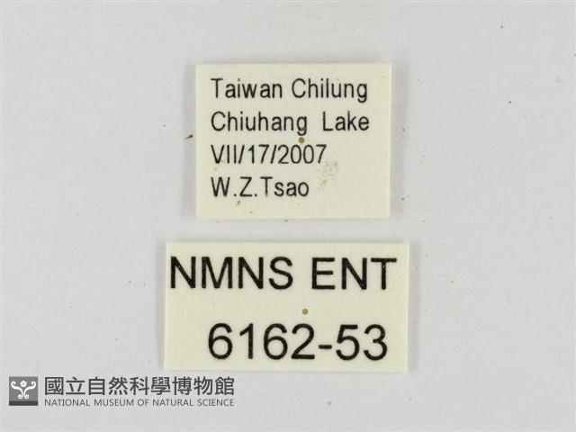 薑弄蝶藏品圖，第3張