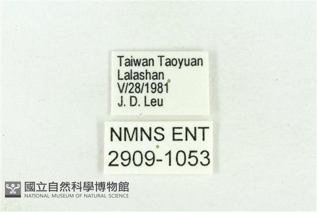 褐翅青灰蝶藏品圖，第3張