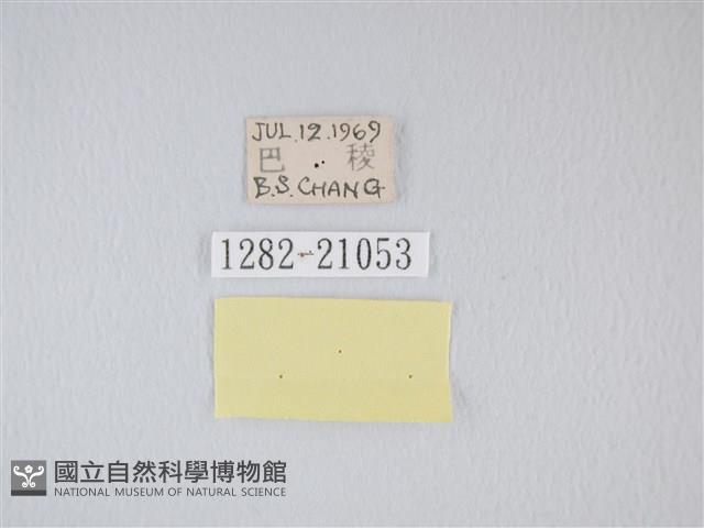 靛色琉灰蝶藏品圖，第3張