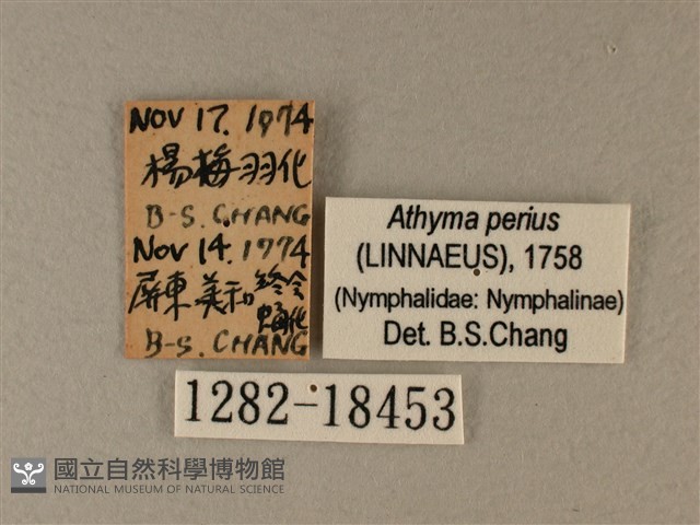 玄珠帶蛺蝶藏品圖，第3張