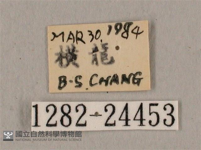 黑帶鷹翅天蛾藏品圖，第3張