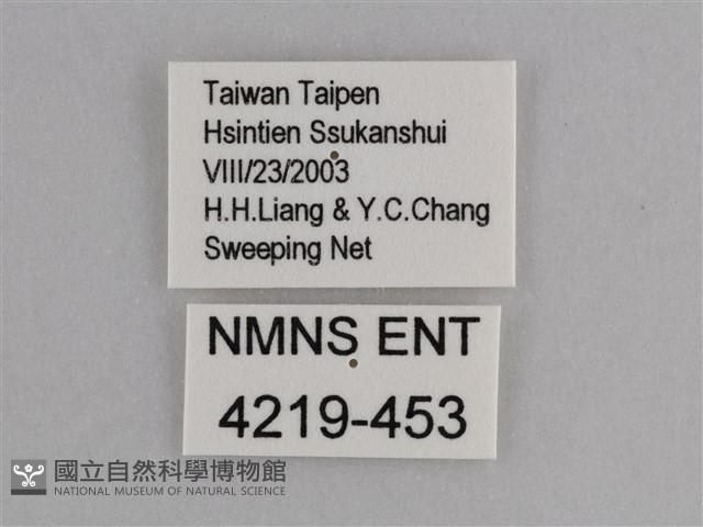異紋紫斑蝶藏品圖，第3張