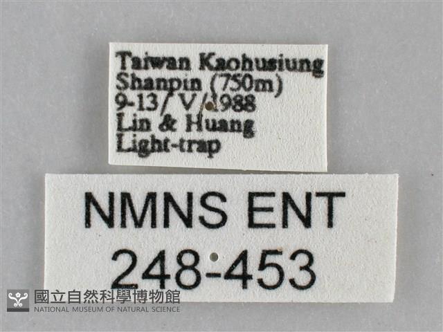 扁刺蛾藏品圖，第3張