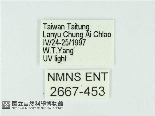 叉紋閃舞蛾藏品圖，第3張