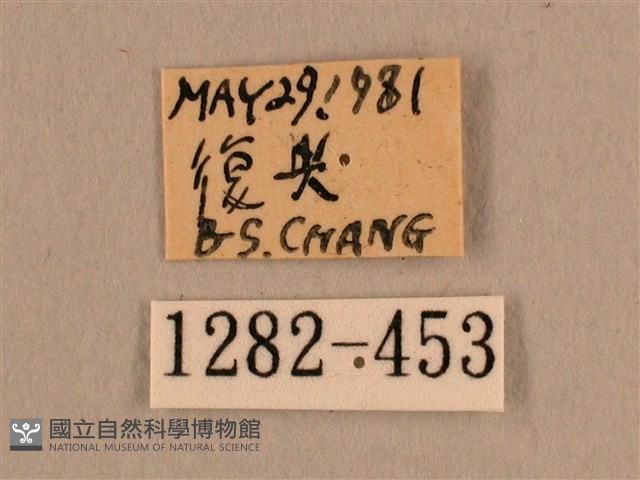 背線天蛾藏品圖，第3張