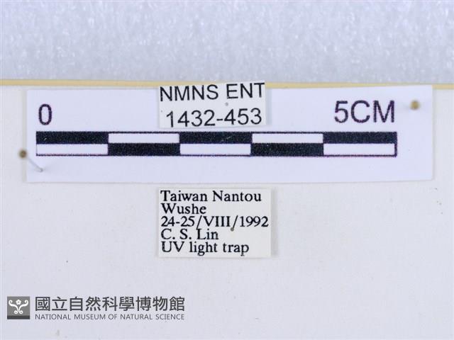 閃光苔蛾藏品圖，第3張