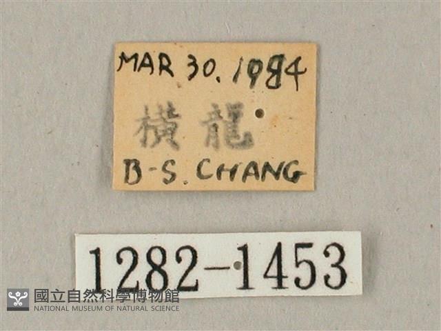 白點天蛾 藏品圖，第3張