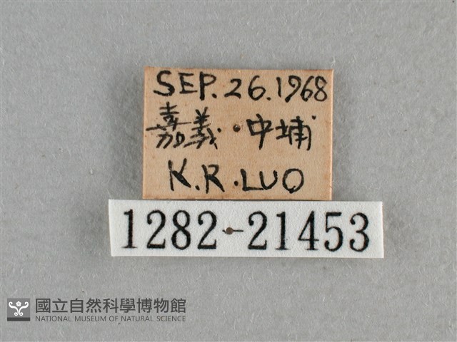 小稻弄蝶藏品圖，第3張