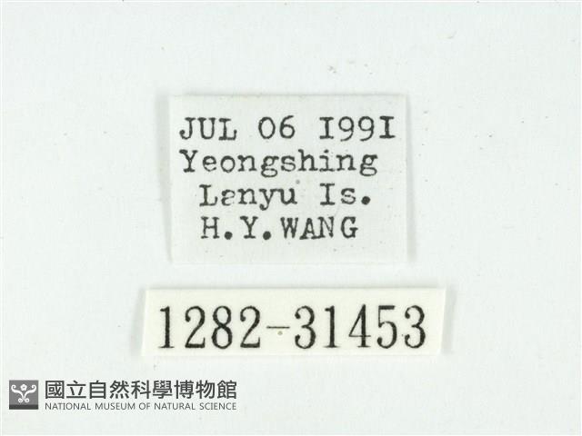 叉紋閃舞蛾藏品圖，第3張