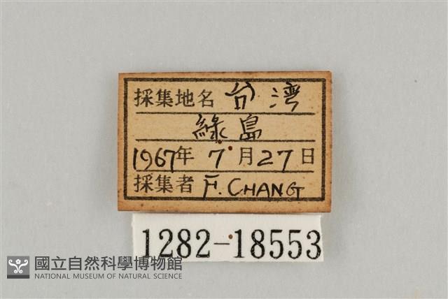 藍灰蝶沖繩亞種藏品圖，第3張